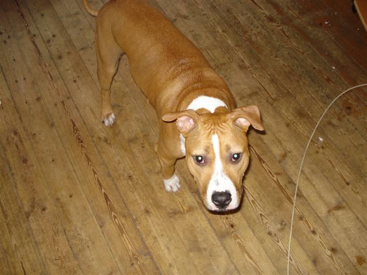 Blanding af racer bassemand billede 5