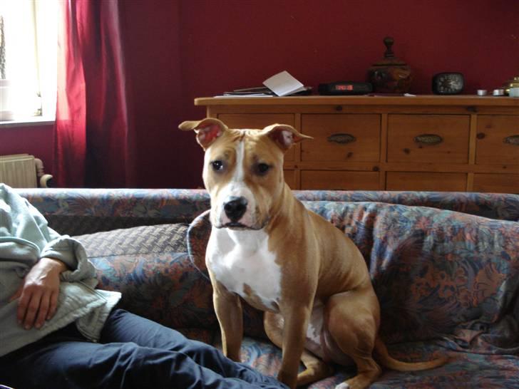 Blanding af racer bassemand billede 6