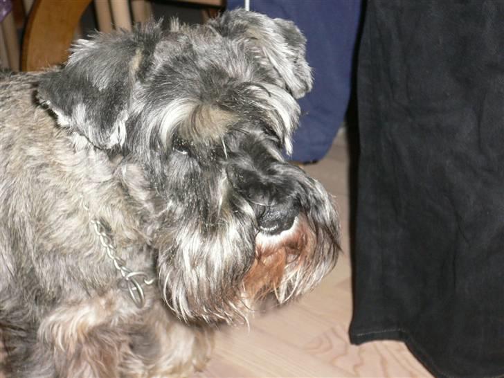 Dvaergschnauzer Phoebe - Var der noget ?   billede 1
