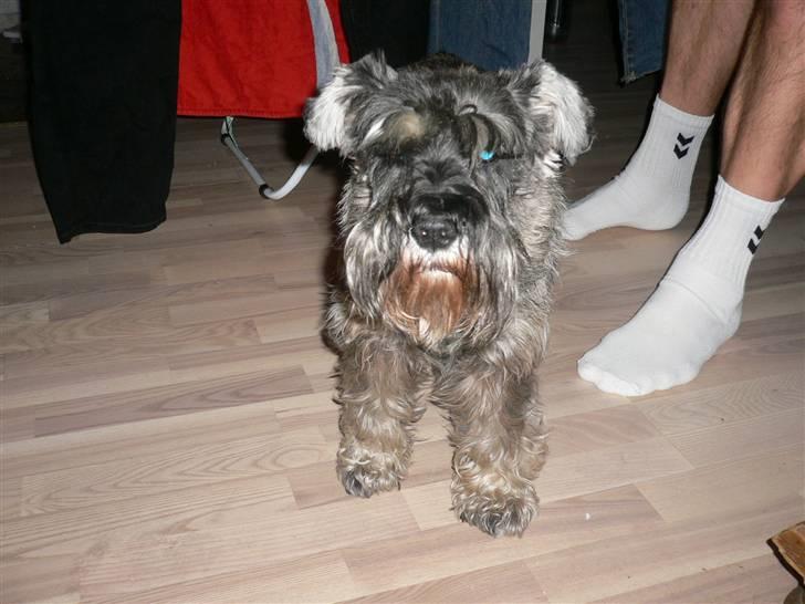 Dvaergschnauzer Phoebe - Er du snart færdig med at tage billeder  ?  billede 2