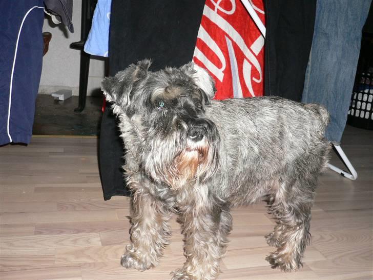 Dvaergschnauzer Phoebe - Hejsa  billede 3