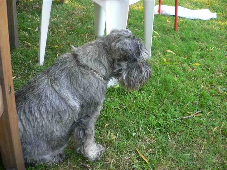 Dvaergschnauzer Phoebe - Der er dejligt her i skyggen  billede 4