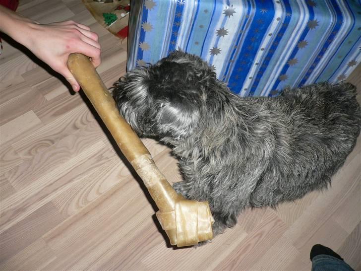 Dvaergschnauzer Phoebe - uhmmm  dejligt ben jeg har fået af Daniel og Mathias i julegave billede 5