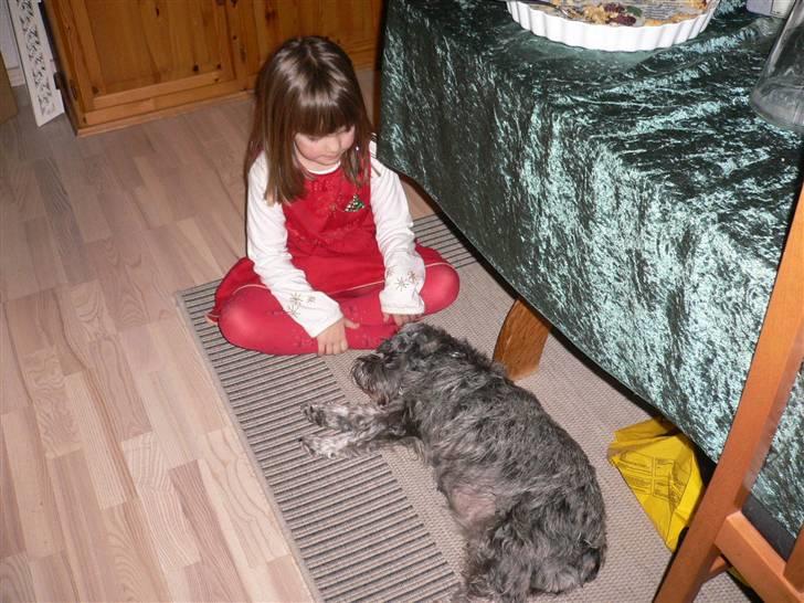Dvaergschnauzer Phoebe - Man kan godt blive lidt træt af at holde juleaften -  billede 6