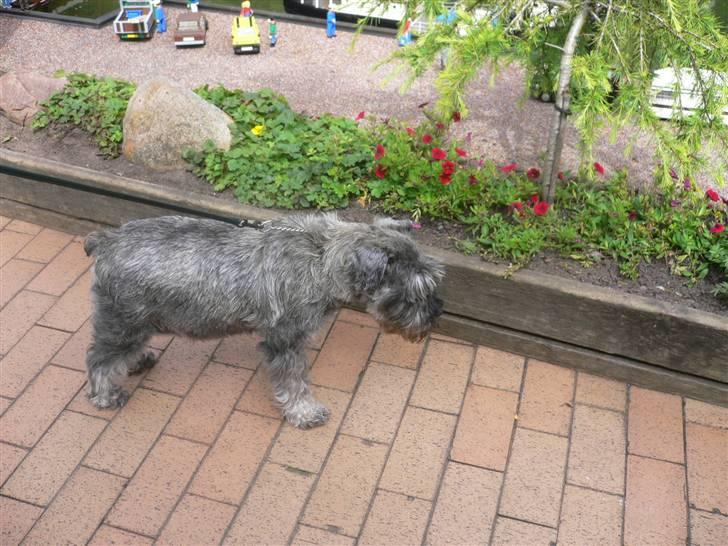 Dvaergschnauzer Phoebe - Her er jeg i Legoland billede 7