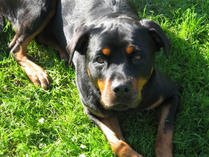 Rottweiler Sussi - Smuk pige en sen eftermiddag juli 2007 billede 19