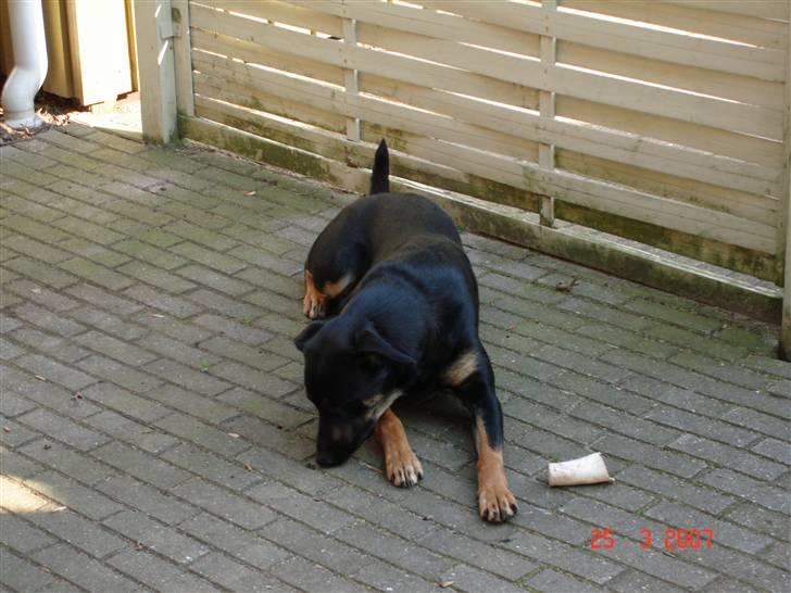 Blanding af racer Malou billede 1