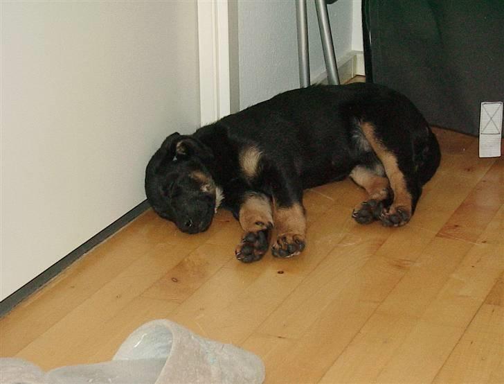 Blanding af racer Malou - et hvlape billed fra den dag vi hentede hende på internatet billede 2