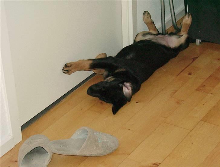 Blanding af racer Malou billede 4