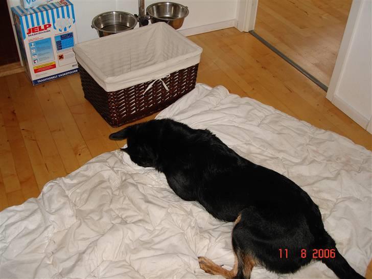 Blanding af racer Malou billede 5