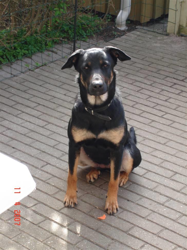 Blanding af racer Malou billede 7