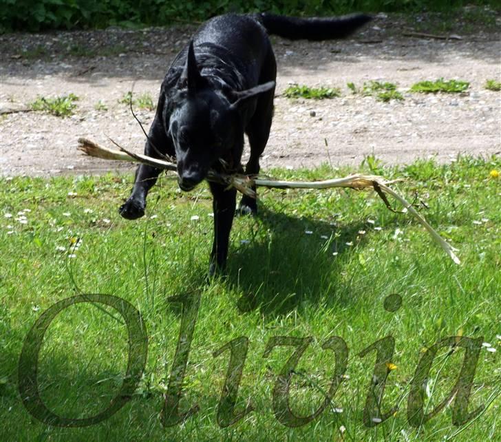 Blanding af racer Olivia - 20/6-09  billede 3