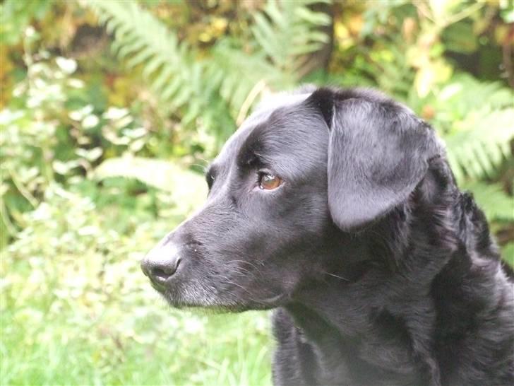 Blanding af racer Olivia - d. 27/10 07 billede 5