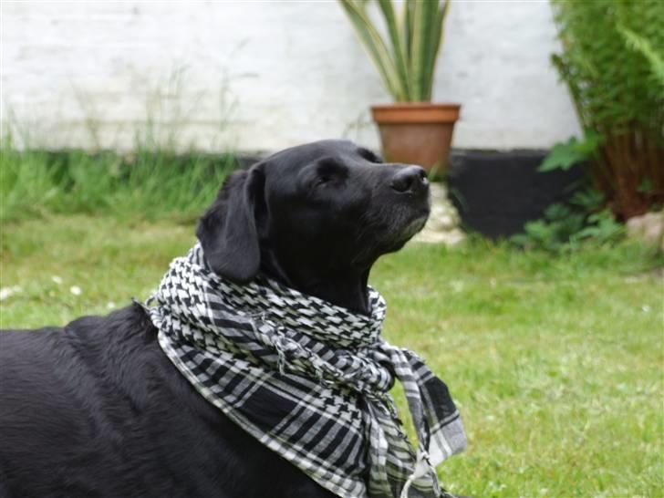 Blanding af racer Olivia - Hehe :) billede 8