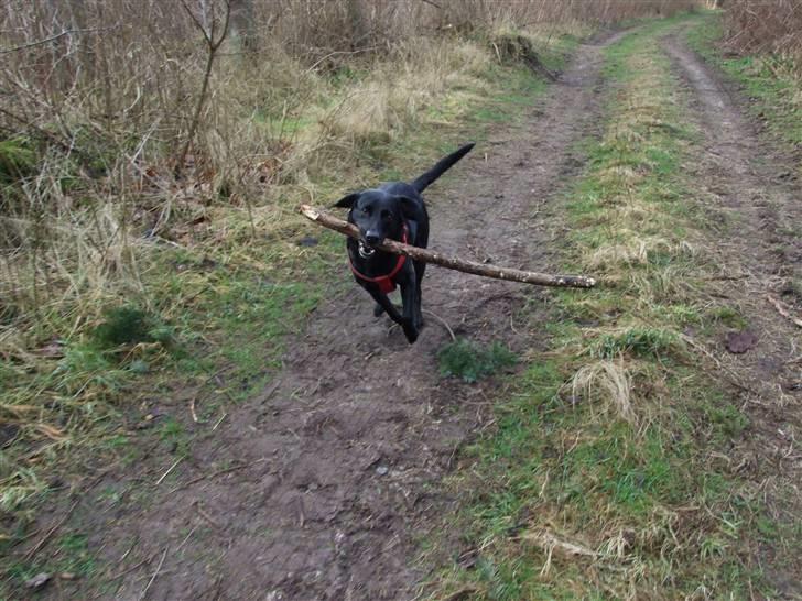 Blanding af racer Olivia - d. 25/2-08 billede 10