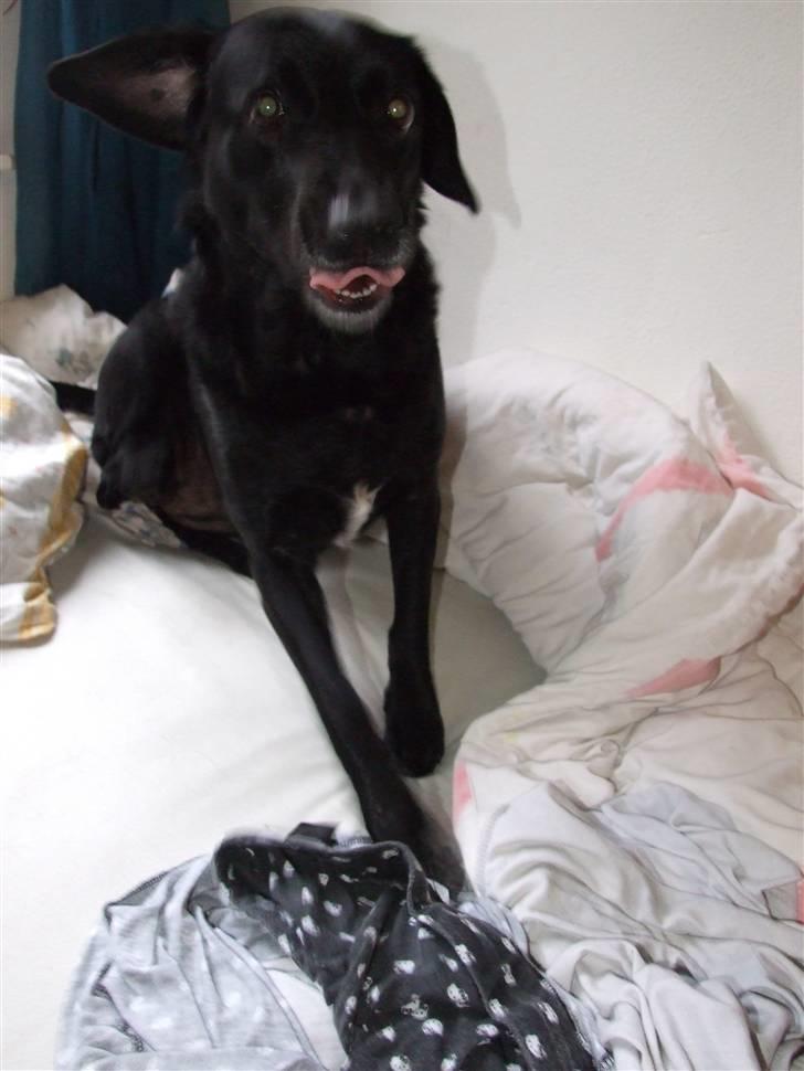 Blanding af racer Olivia - Fjollerier med livi ! :) d. 23/1-09 billede 11