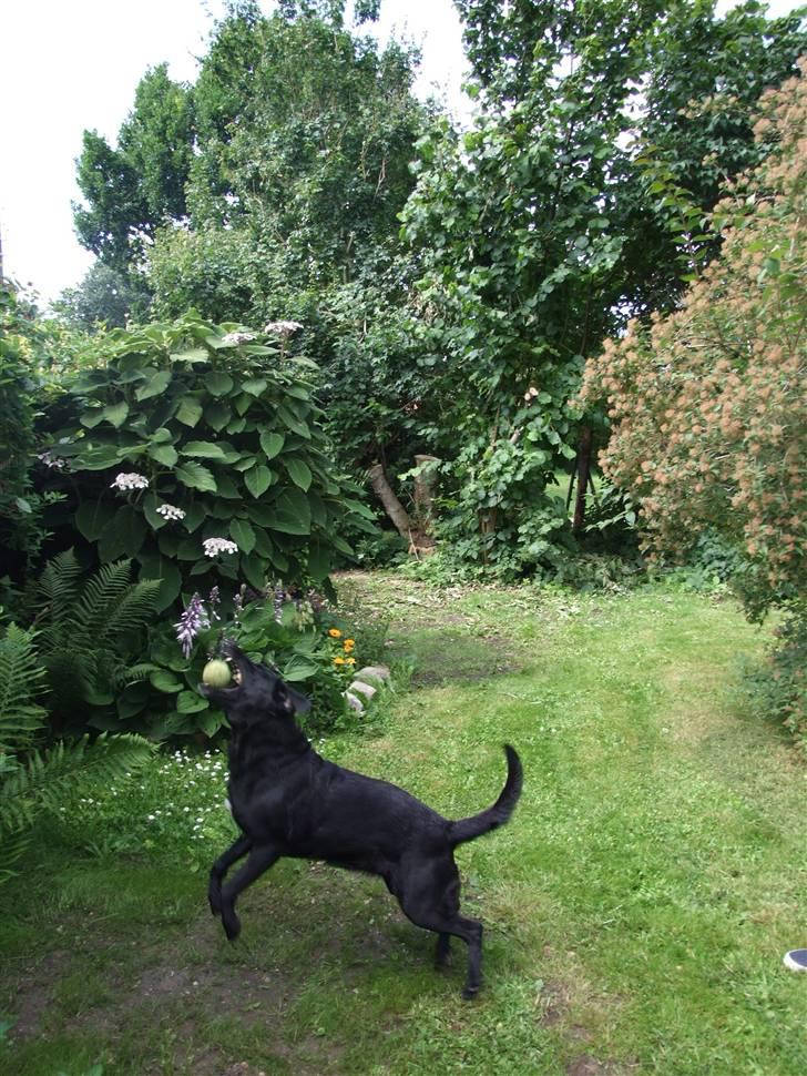 Blanding af racer Olivia - Grib! xD billede 12