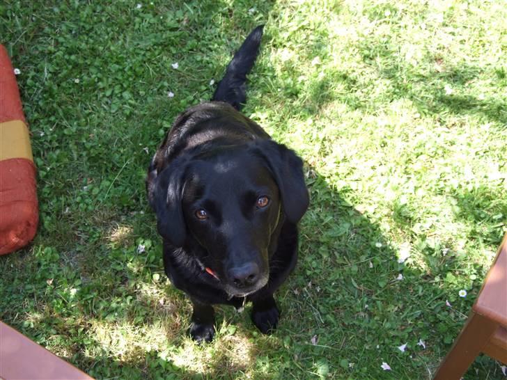 Blanding af racer Olivia - d. 12/6 08 "Blikket" ;) billede 14