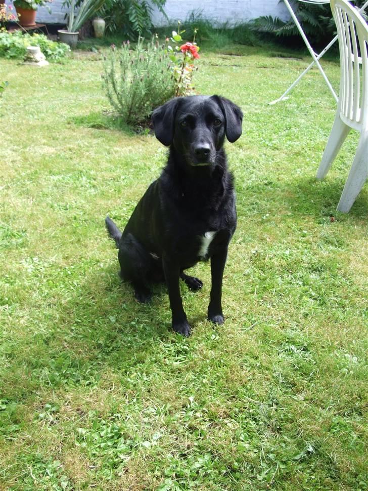 Blanding af racer Olivia - Smuk  billede 15