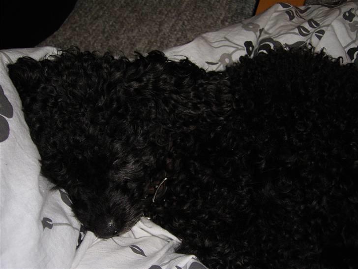 Dværgpuddel Tarzan - Z z Z z Z z... billede 6