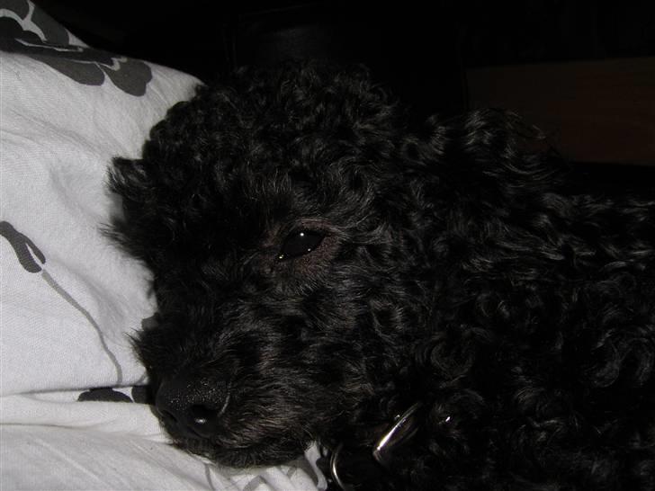 Dværgpuddel Tarzan - Orh Godmorgen! Er det nu dig med det kamera igen? billede 7