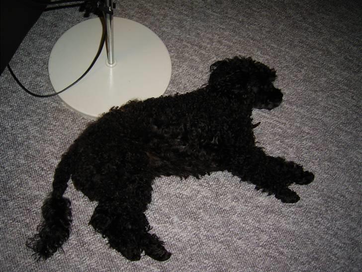 Dværgpuddel Tarzan - Hvis jeg spiller død så lader hun mig måske være... billede 8