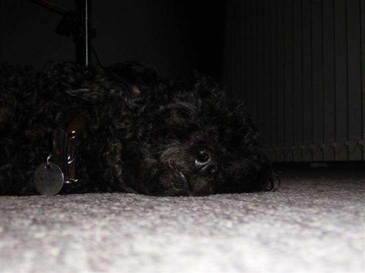 Dværgpuddel Tarzan - Suk... Kan man ikke få et fredeligt øjeblik nu til dags? xD billede 9