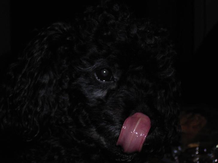 Dværgpuddel Tarzan - Uhm, der var et eller der smagte godt! billede 10