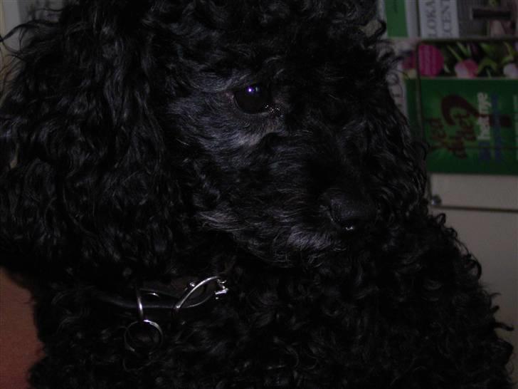 Dværgpuddel Tarzan - Tag så det billede og få det overstået... billede 11