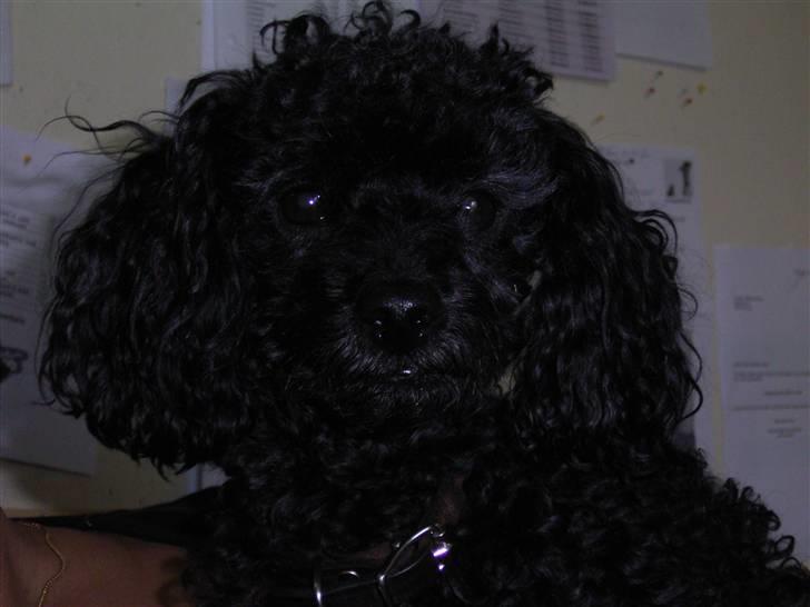 Dværgpuddel Tarzan - Hov.. Har du en godbid? billede 12