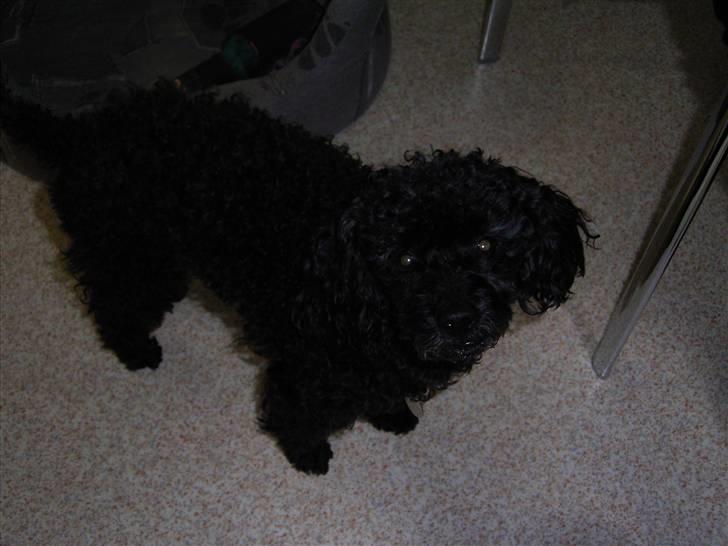 Dværgpuddel Tarzan - Uhm, lad mig få den... billede 13