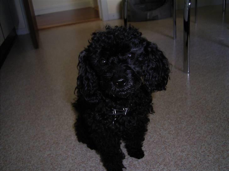 Dværgpuddel Tarzan - Okay, jeg kan lave de hundeøjne igen, bare jeg får den godbid! :) billede 14