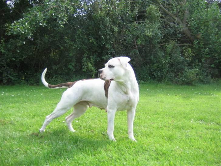 Amerikansk bulldog Fie billede 1