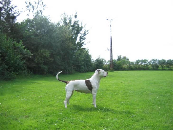 Amerikansk bulldog Fie billede 2