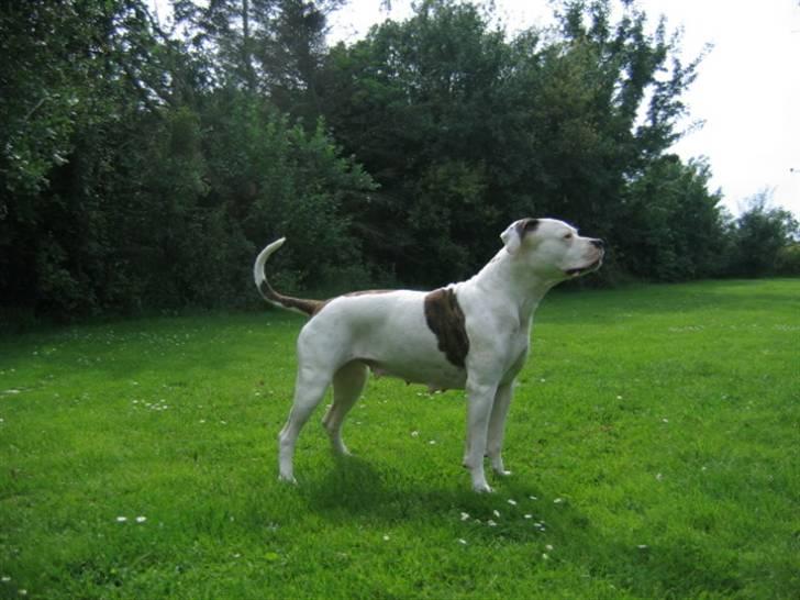 Amerikansk bulldog Fie billede 3