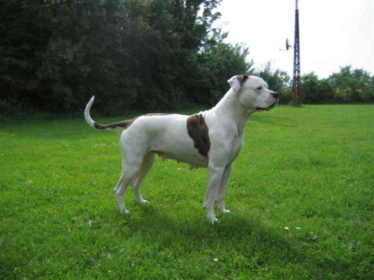 Amerikansk bulldog Fie billede 4