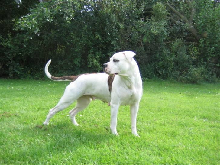 Amerikansk bulldog Fie billede 5