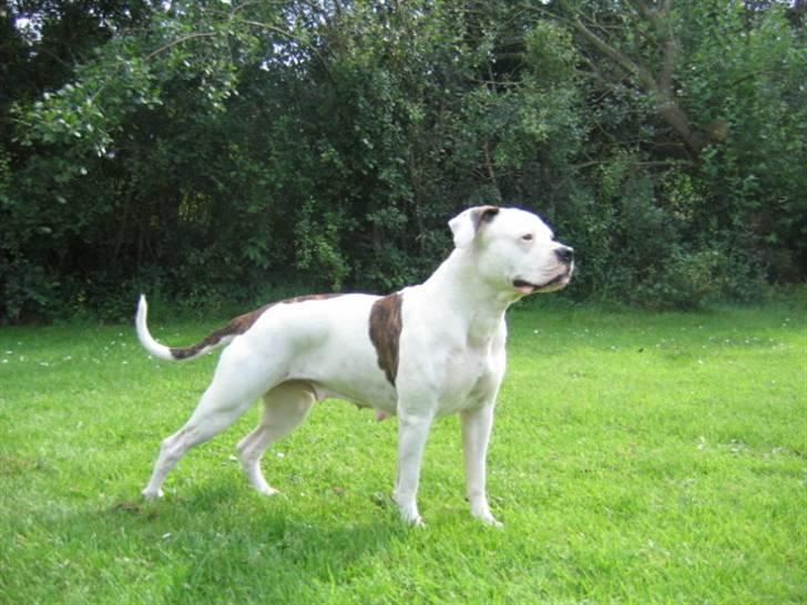 Amerikansk bulldog Fie billede 6