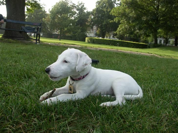 Jack russell terrier Lola - Først kastes pinden, så hentes den, og så tygges den! ;-) billede 8