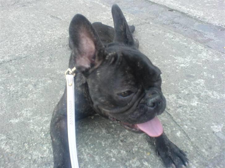 Fransk bulldog Paya billede 14