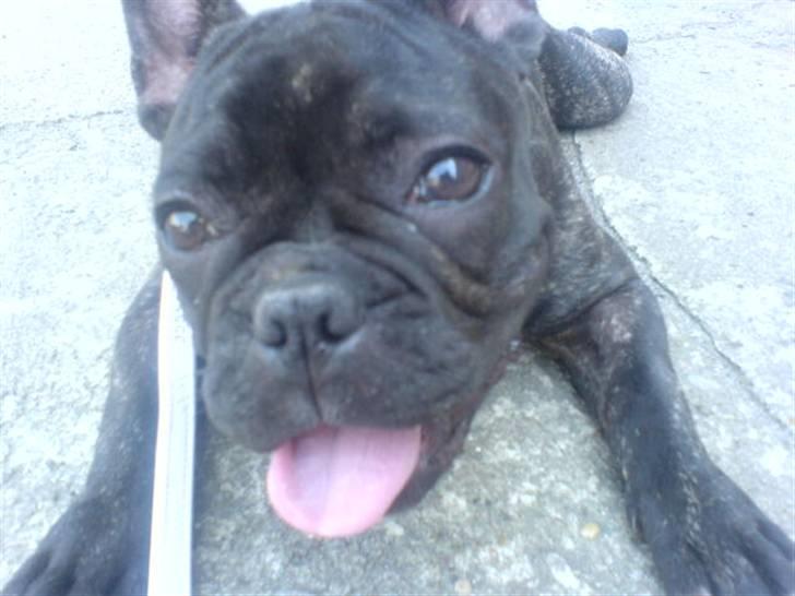 Fransk bulldog Paya billede 15