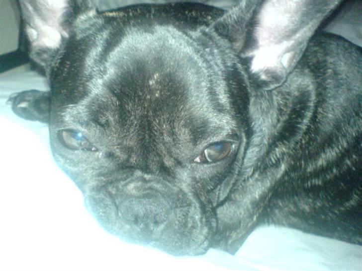 Fransk bulldog Paya billede 16