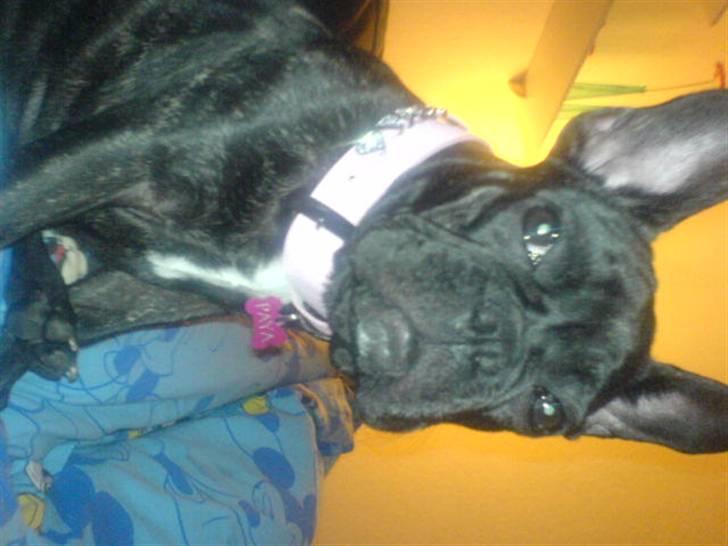 Fransk bulldog Paya billede 17