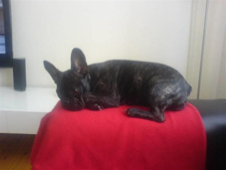 Fransk bulldog Paya billede 18