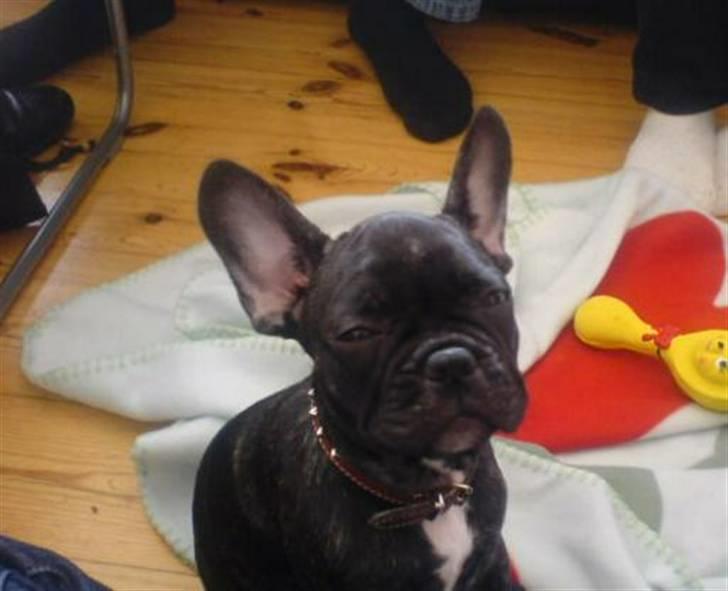 Fransk bulldog Paya billede 19