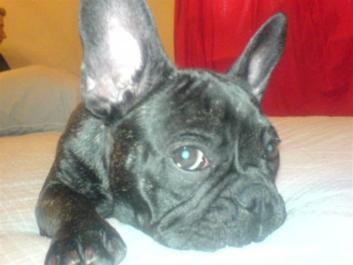 Fransk bulldog Paya billede 20