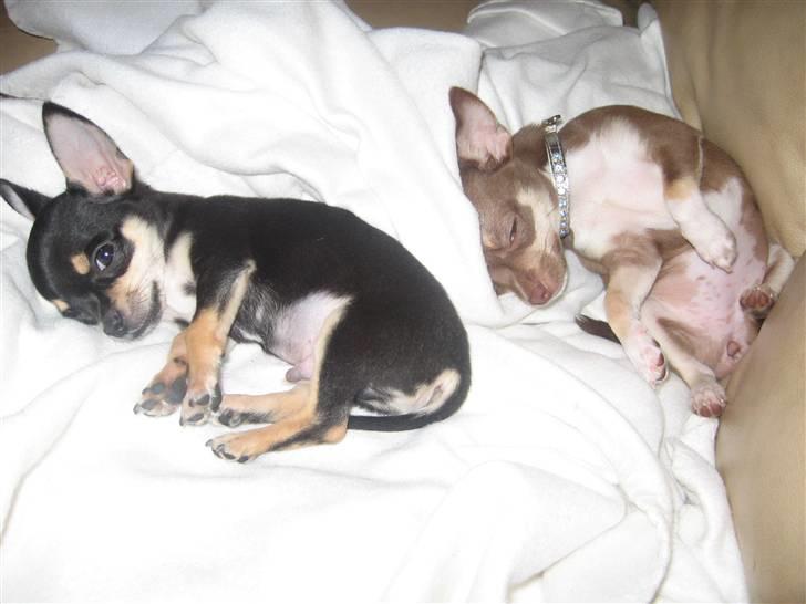 Chihuahua Hovsa's Kiwi billede 10