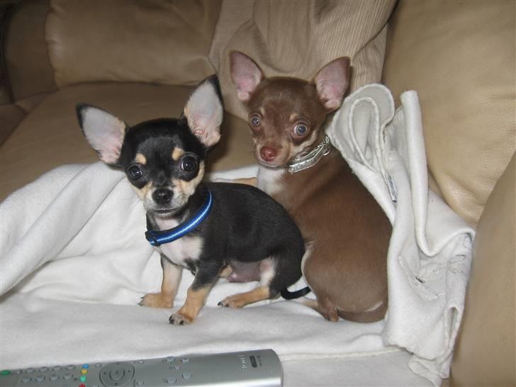 Chihuahua Hovsa's Kiwi billede 11