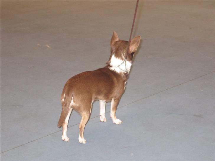 Chihuahua Hovsa's Kiwi billede 12