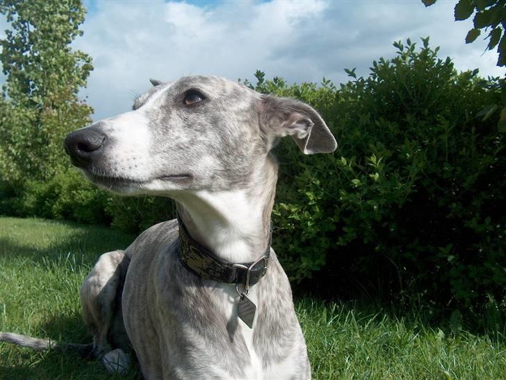 Whippet Sea Leopards`ndeed Neala billede 14